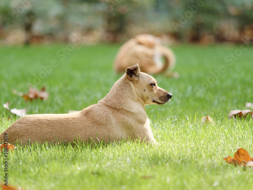 Dog lying on grass field in sunny day, side view with blur dog background.