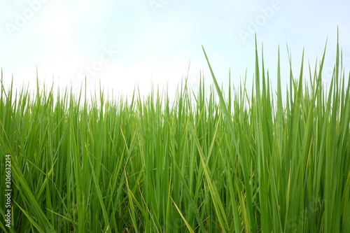 Green Grass with blue sky