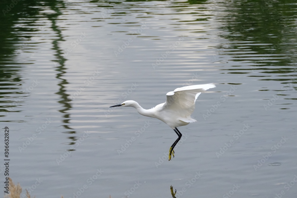 egret in flight egret in flight