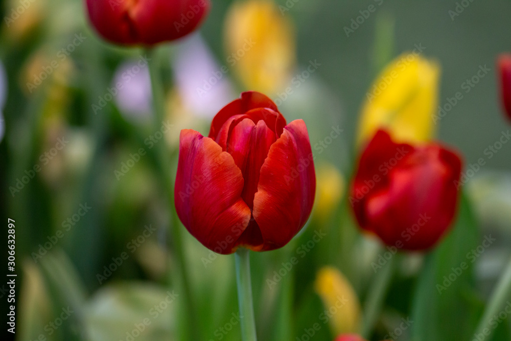 Red tulips with blurred background.