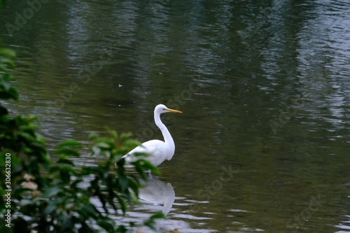 egret in water