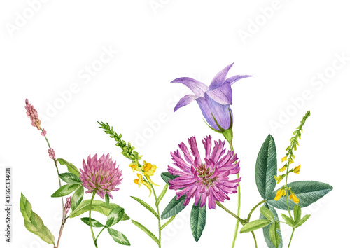 wild plants and flowers  drawing by watercolor