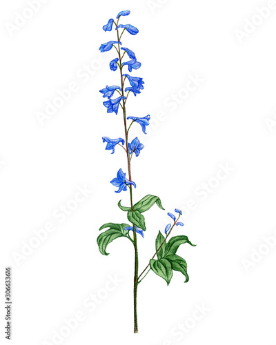 larkspur flower, drawing by colored pencils