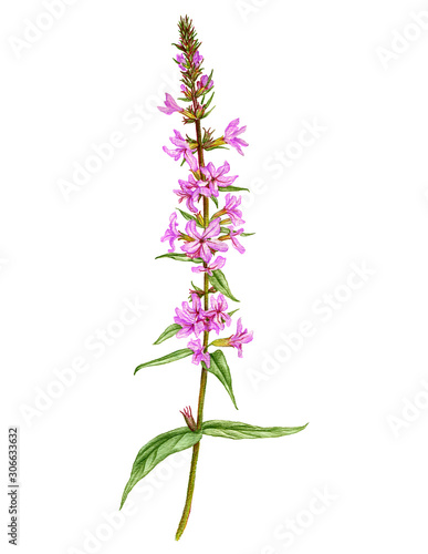 purple loosestrife flower, drawing by colored pencils photo