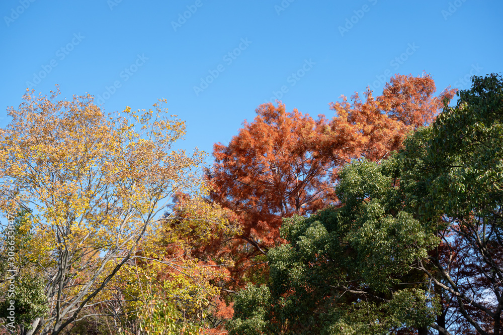 快晴の空に映える3色の紅葉 快晴の空に映える3色の紅葉