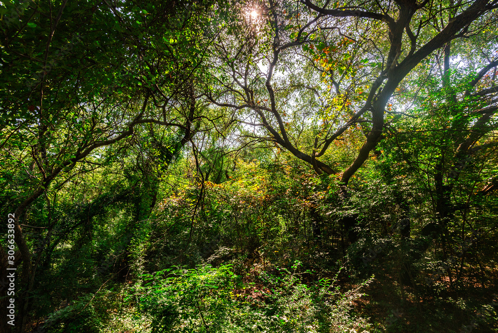 Fototapeta premium Park woods light and shadow autumn landscape