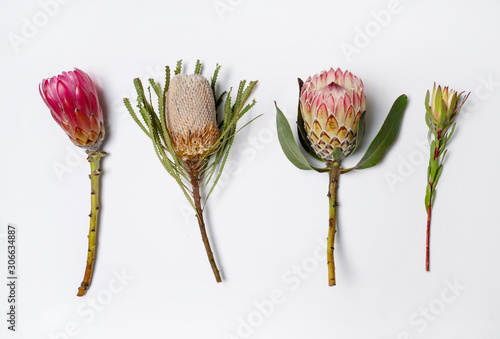 Protea and Banksia flowers in red, pink, yellow and green on a white background, photographed from above.