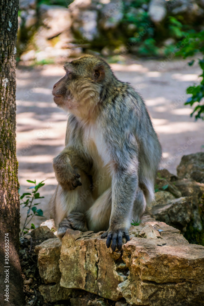 Macaque de Barbarie.