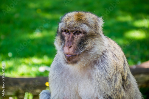 Macaque de Barbarie. © Bernard GIRARDIN