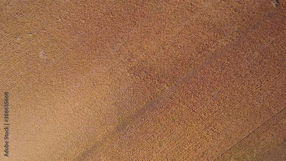 Aerial drone view of corn field plantation Aerial drone view of corn field plantation