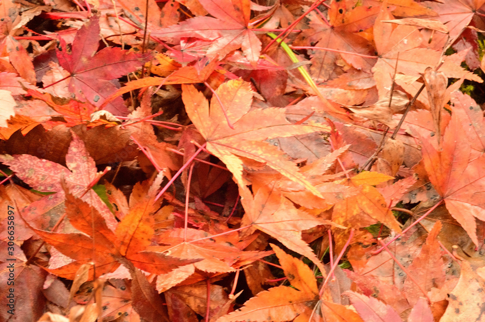 The autumn leaves, there, are extremely beautiful.