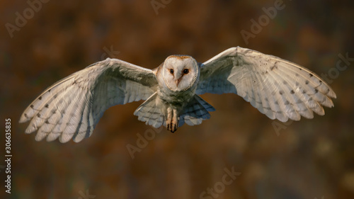 Beautiful flying Barn owl (Tyto alba), hunting. Blurrt autumn background with yellow and brown color. Noord Brabant in the Netherlands. Writing space. Flying to the camera.