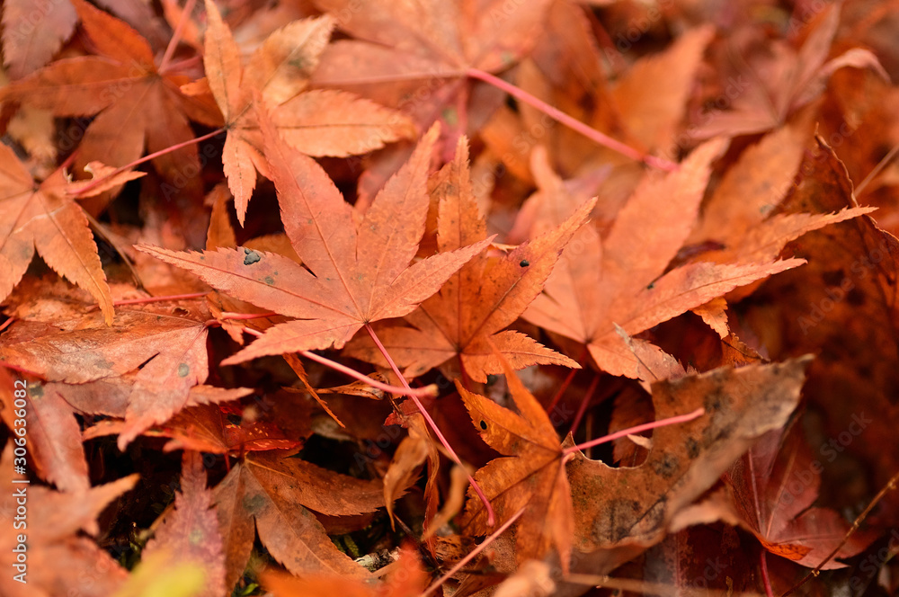The autumn leaves, there, are extremely beautiful. The autumn leaves, there, are extremely beautiful.