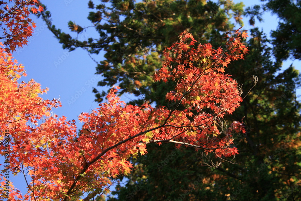 秋　鎌倉の紅葉　円覚寺