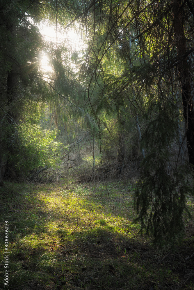 sunlight illuminates the foliage in the dark coniferous forest
