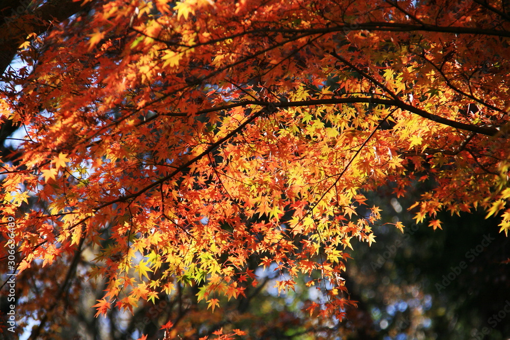 秋　鎌倉の紅葉　明月院