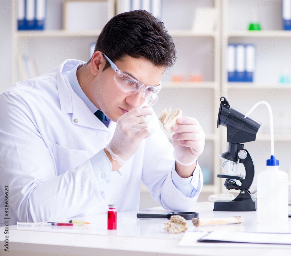 Paleontologist looking at extinct animal bone Paleontologist looking at extinct animal bone