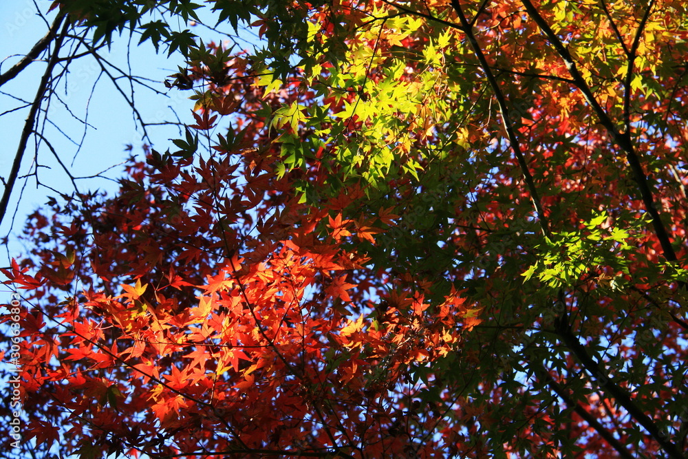 秋　鎌倉の紅葉　鎌倉宮