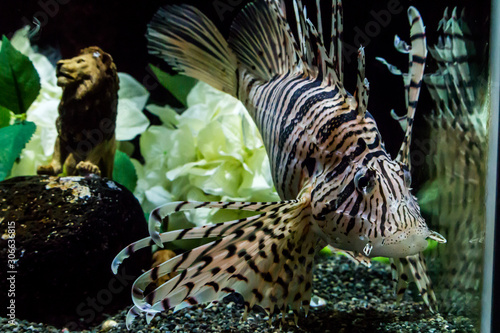 Close up Beautiful  Lion fish in an Aquarium. Wild life animal