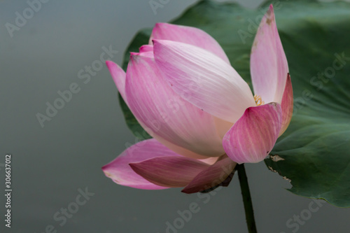 Pink lotus flower. The background is the lotus leaf and  lotus bud in a pond. Beautiful sunlight and sunshine in the morning.