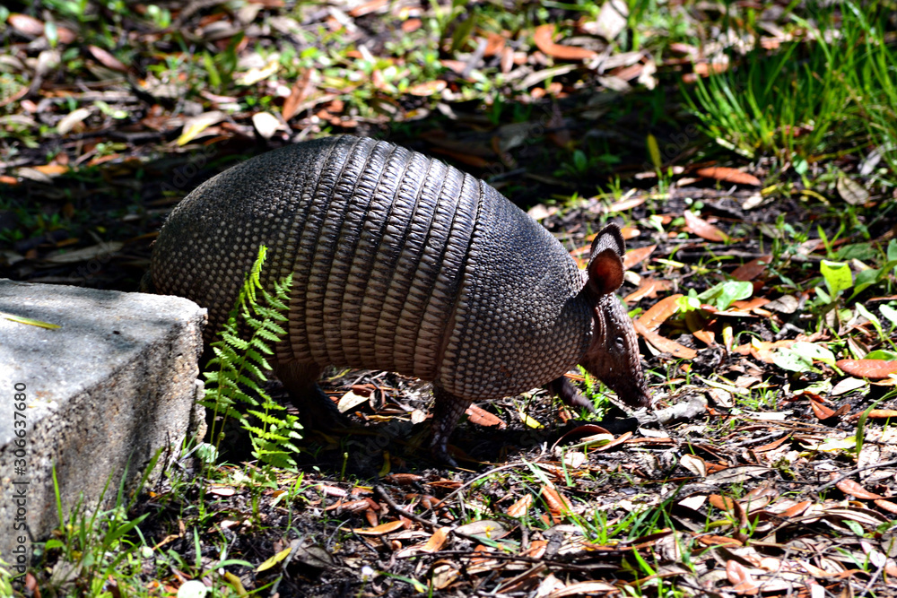 Armadillo Armadillo