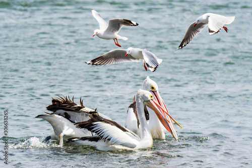 Pelicans and Seagulls in the Bay