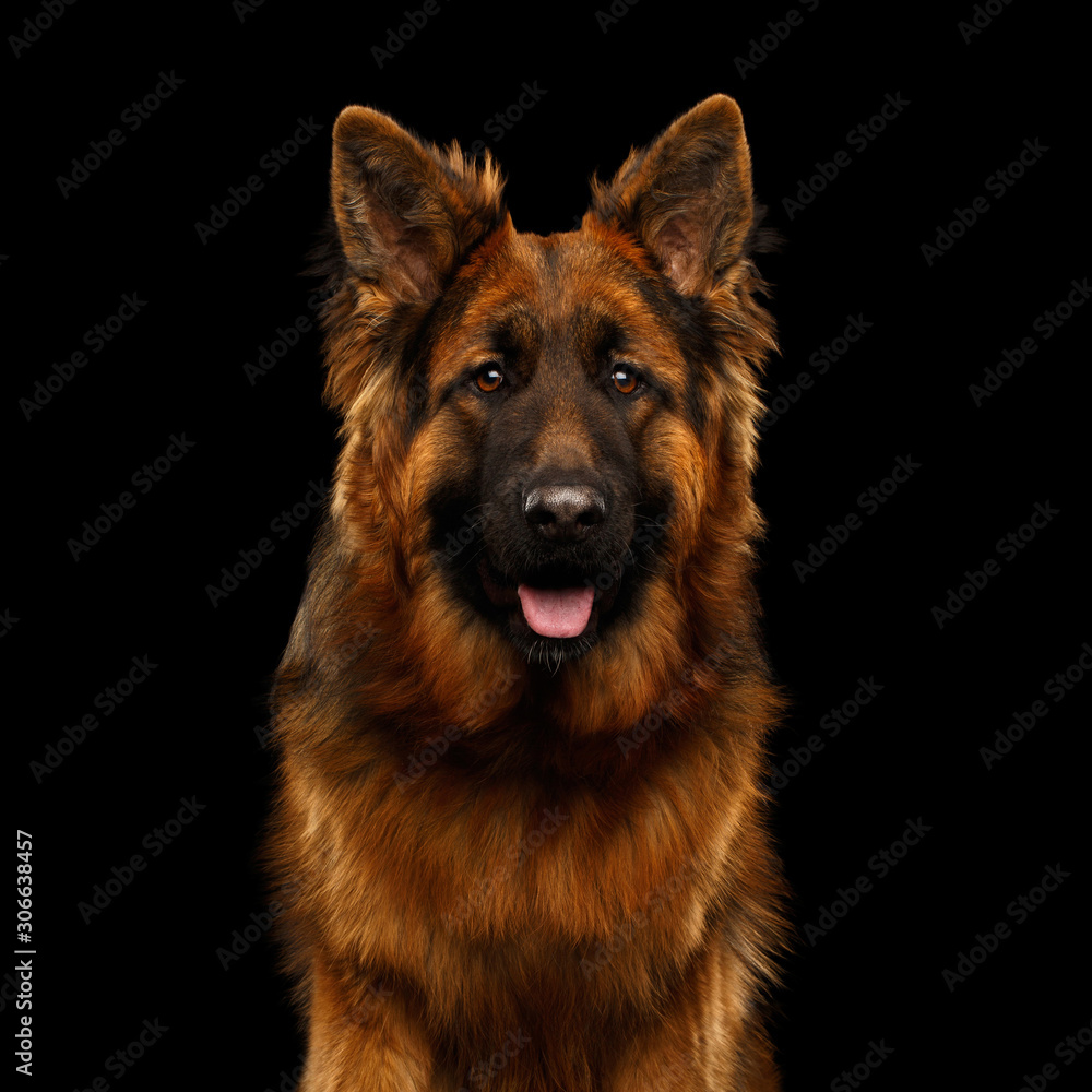 Portrait of Longhaired Shepherd Dog Gazing on Isolated Black Background Portrait of Longhaired Shepherd Dog Gazing on Isolated Black Background