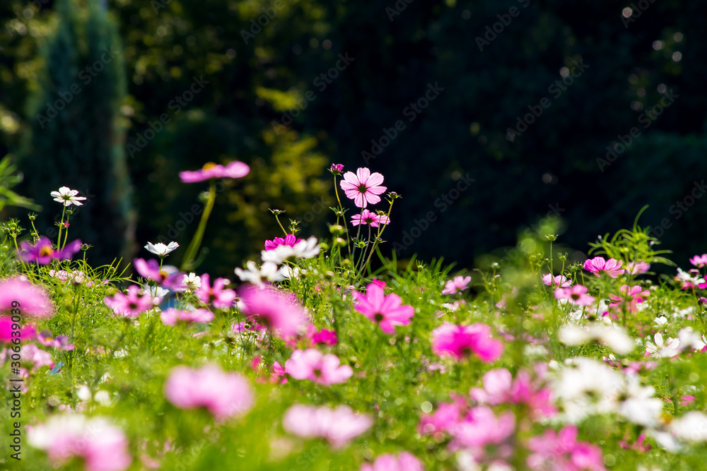 コスモス　cosmos