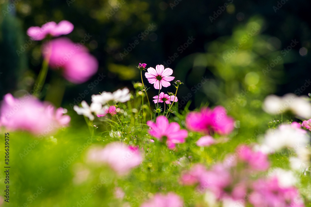 コスモス　cosmos