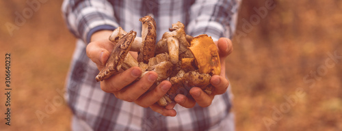 Billede på lærred close up male hands holding gathered mushrooms, find in the forest