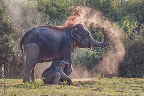 Photography Elephant mom use dirt as sunscreen in Thailand.