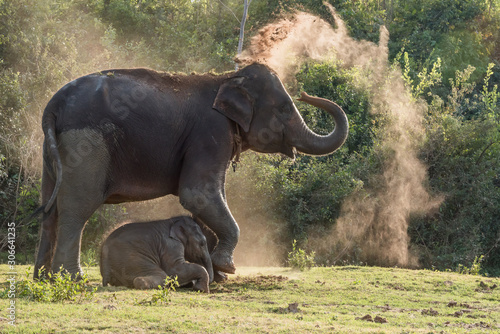 Elephant mom use dirt as sunscreen in Thailand. © May_Chanikran
