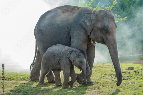 Asian elephant family walking together in the forest.