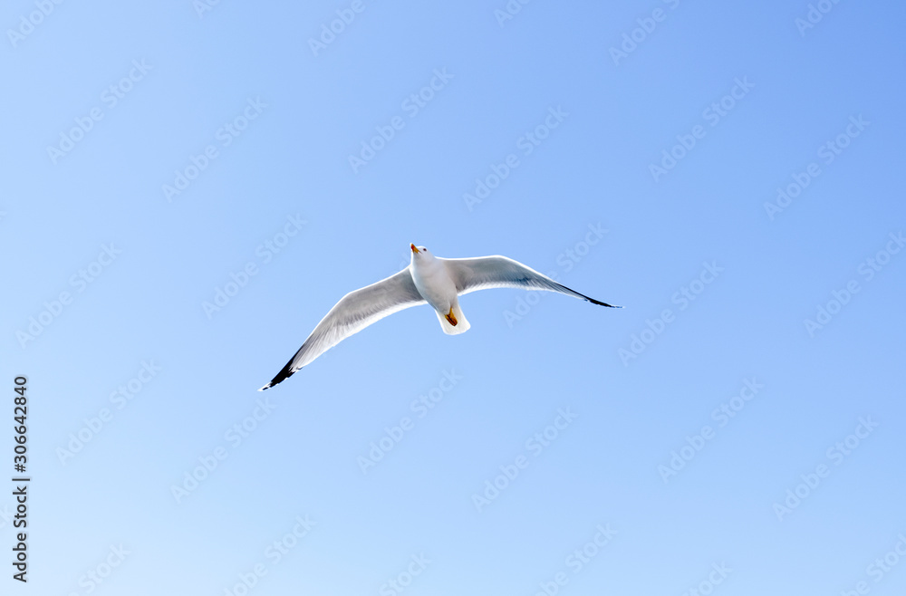 Lonely Seagull is flying in the sky