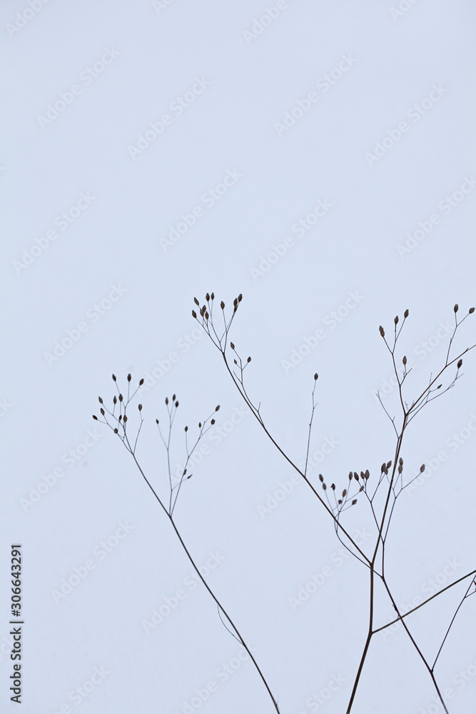 Fragile Plant Silhouettes On A Cold Winter Day Fragile Plant Silhouettes On A Cold Winter Day