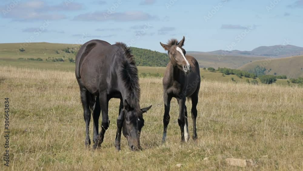 A black horse grazes in an alpine meadow surrounded by its herd with small foals. The farm. Horse breeding