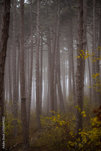foggy autumn. forest