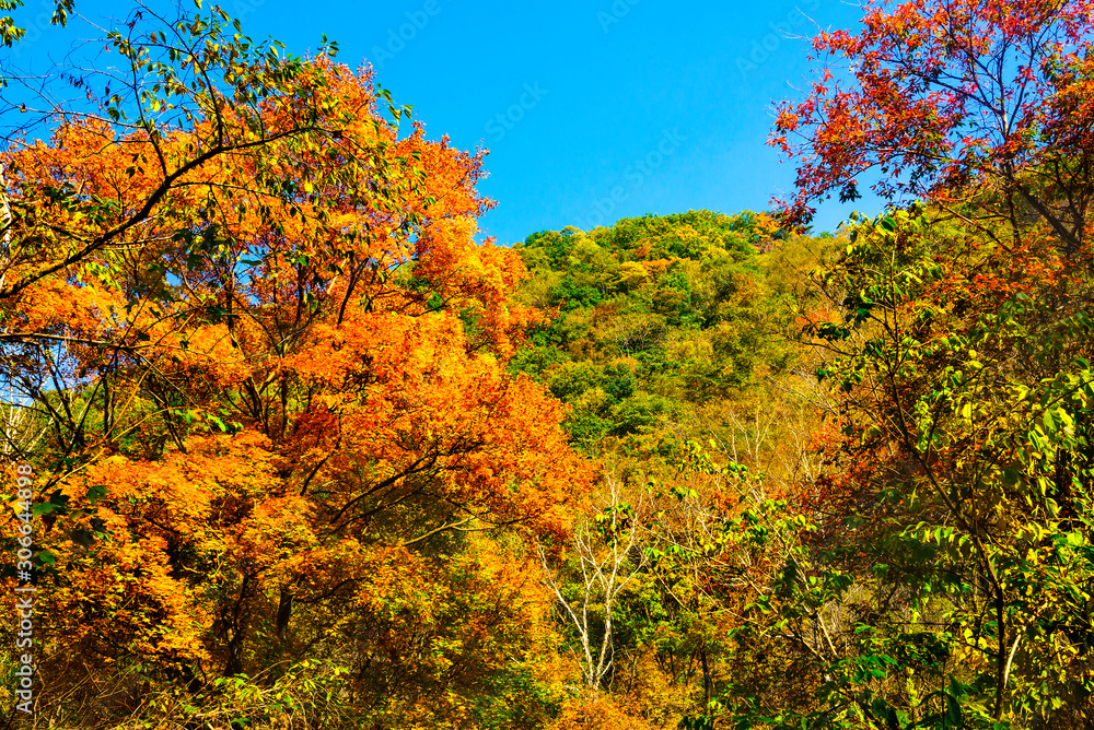 Maple leaf autumn landscape of forest park Maple leaf autumn landscape of forest park
