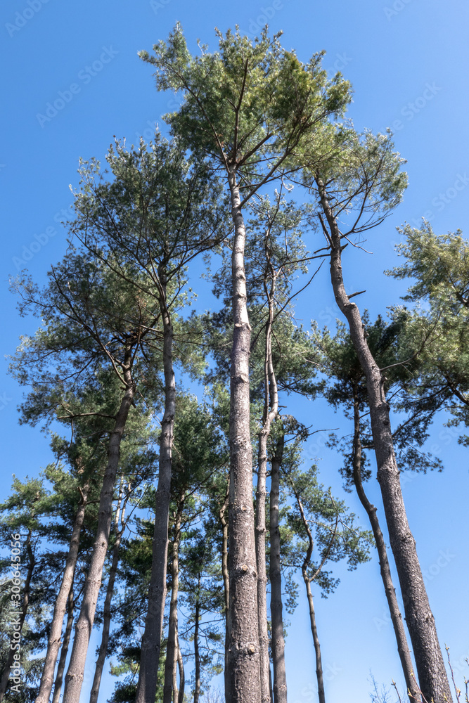 Fototapeta premium Mediterranean trees