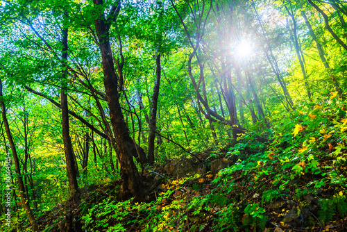 Autumn landscape of natural forest at dusk in forest park