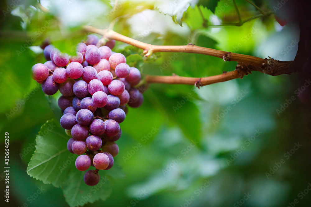 Close-up of bunches of ripe red grapes on the vine