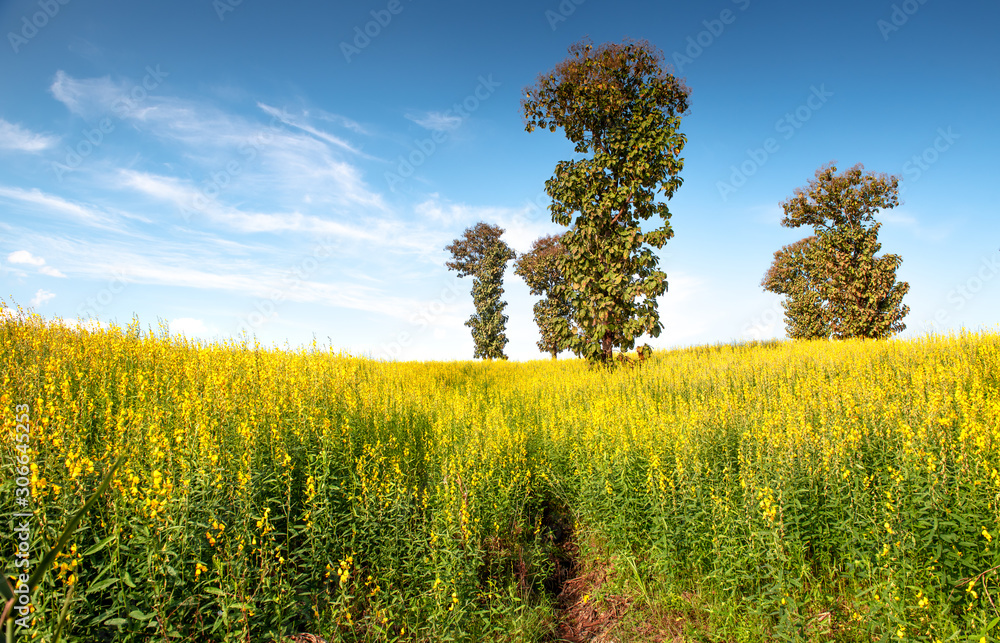 Jute trees are blooming in full yellow. Jute trees are blooming in full yellow.