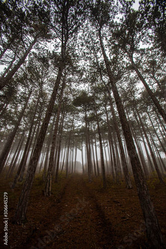 misty autumn forest