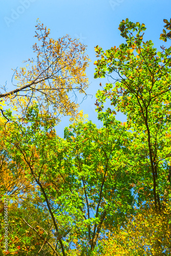 Maple leaf autumn landscape of forest park