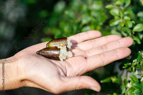 woman hand holding fresh ripe australia finger limes or caviar lime photo