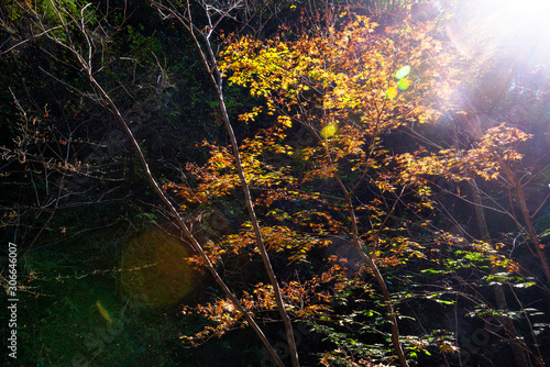 Forest park maple autumn dusk light