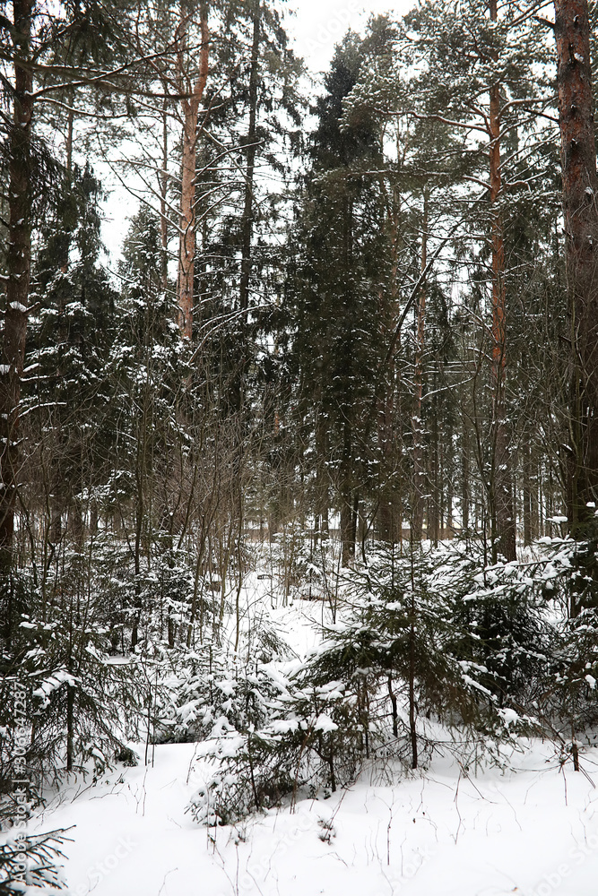 Fototapeta premium Winter landscape of country fields and roads