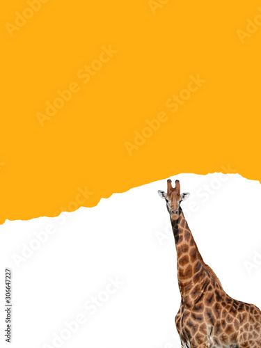 giraffe art in saffron yellow