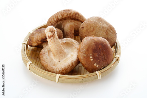 Foto 生椎茸