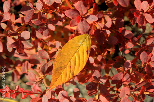 autumn leaves on a background
